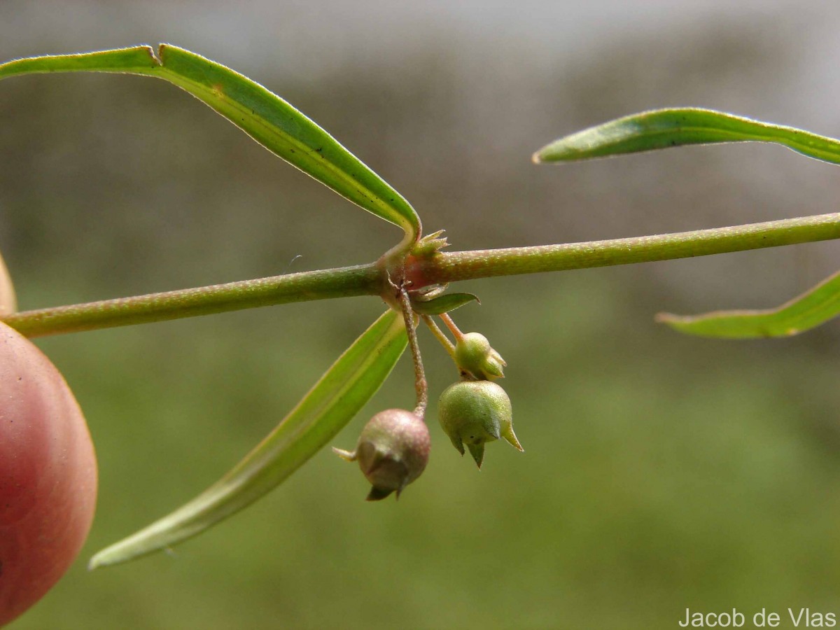 Scleromitrion diffusum (Willd.) R.J.Wang